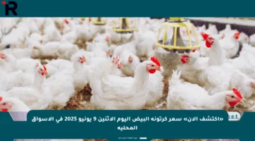 «اكتشف الآن» سعر كرتونة البيض اليوم الإثنين 9 يونيو 2025 في الأسواق المحلية